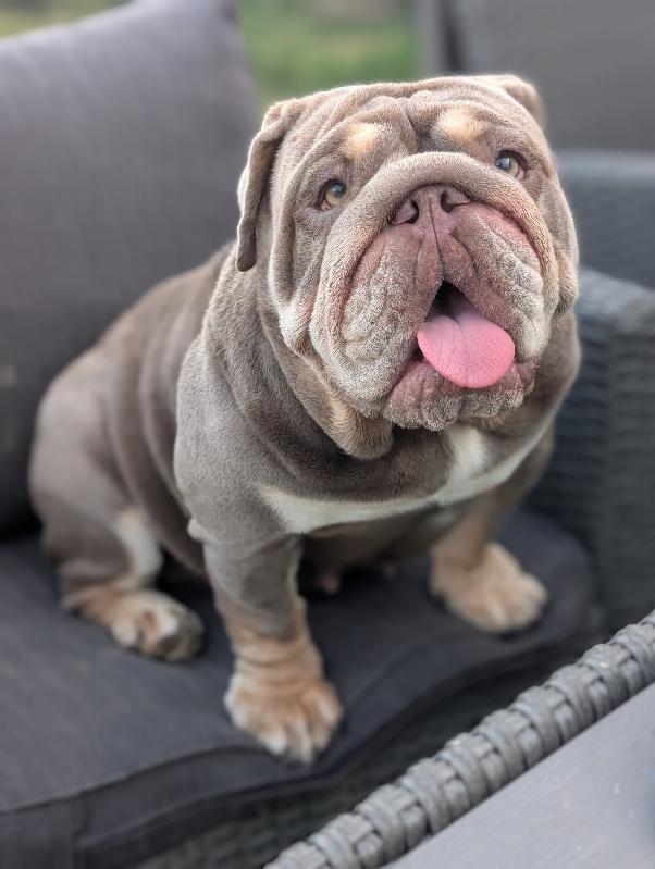Gracie , femelle reproductrice bouledogue anglaise exotique, bulldog anglais lilac tan | Chivalrous Bulls