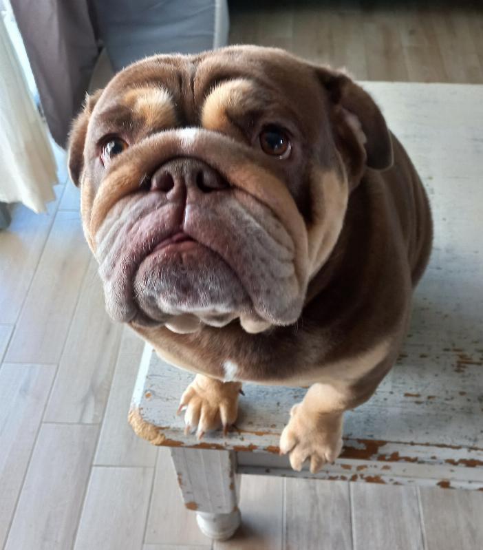 Dame Lucette,  bulldog anglais exotique chocolat tan , bouledogue anglais | Chivalrous Bulls