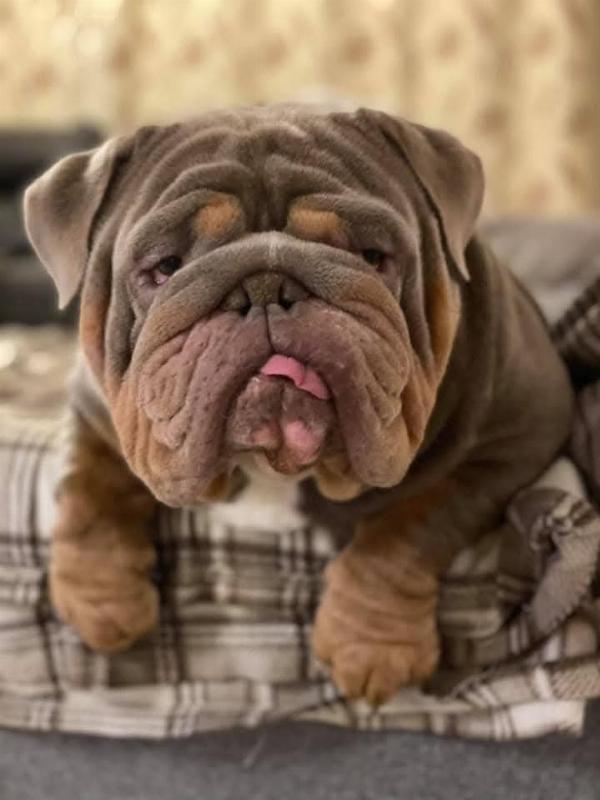 Lockdown, papa de Gracie , bulldog anglais lilac tan | Chivalrous Bulls