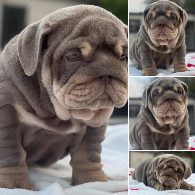 Gracie , femelle reproductrice bouledogue anglaise exotique, bulldog anglais lilac tan | Chivalrous Bulls