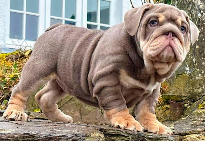 Gracie , femelle reproductrice bouledogue anglaise exotique, bulldog anglais lilac tan | Chivalrous Bulls