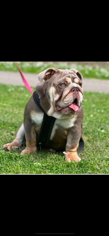 Maman de Gracie , fille de Bandit , bulldog anglais lilac tan | Chivalrous Bulls