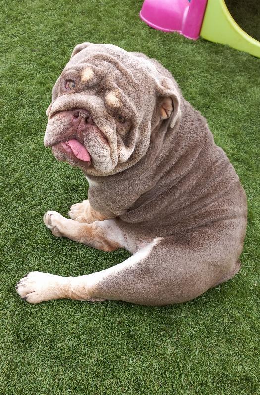 Gracie , femelle reproductrice bouledogue anglaise exotique, bulldog anglais lilac tan | Chivalrous Bulls