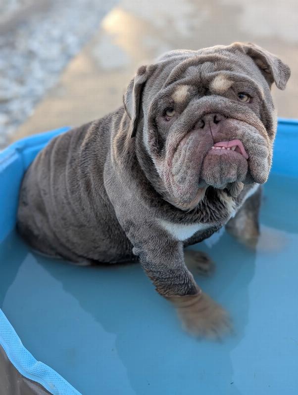 Gracie , femelle reproductrice bouledogue anglaise exotique, bulldog anglais lilac tan | Chivalrous Bulls