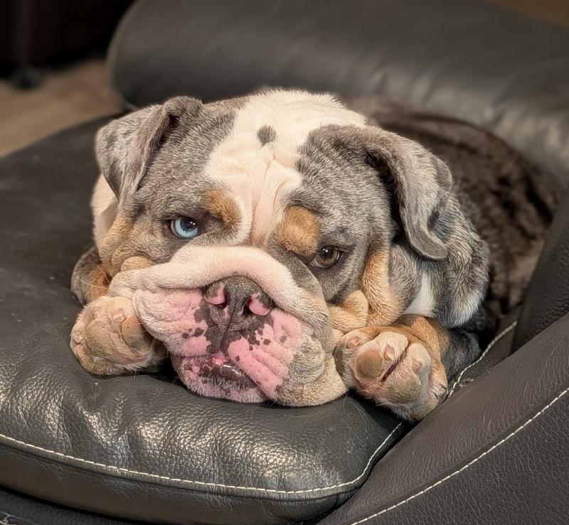 Blueberry,  bulldog anglaise bleu tri merle, yeux vairons , bouledogue anglais couleur exotique,  maman | Chivalrous bulls