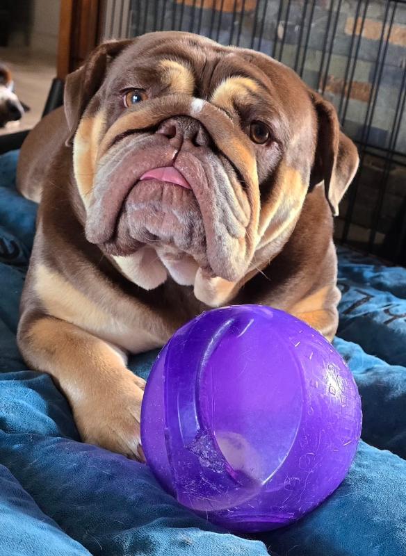 Dame Lucette,  bulldog anglais exotique chocolat tan , bouledogue anglais | Chivalrous Bulls