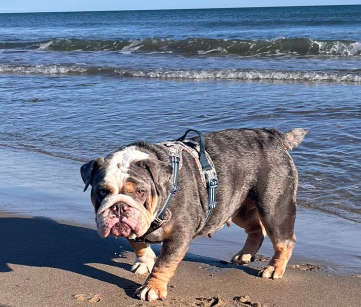 Blueberry,  bulldog anglaise bleu tri merle , exotique,  maman | Chivalrous bulls