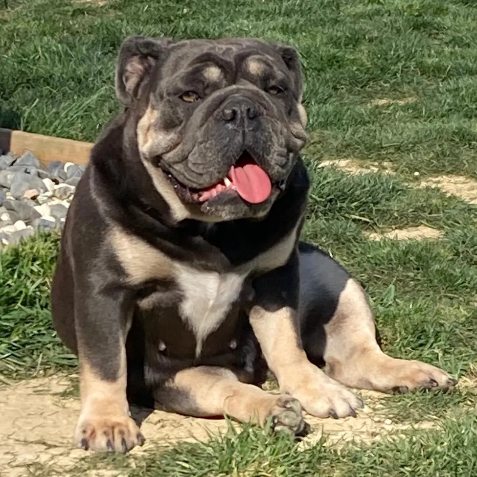 Hela , bulldog anglais dark blue tan, bouledogue anglais , reproduction | Chivalrous Bulls
