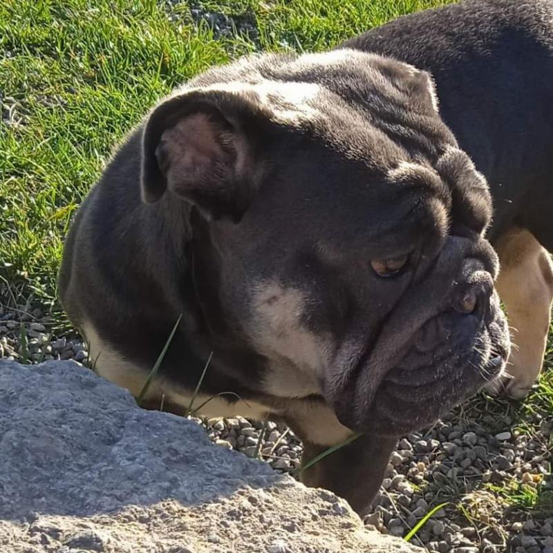 Hela , bulldog anglais dark blue tan, bouledogue anglais , reproduction | Chivalrous Bulls