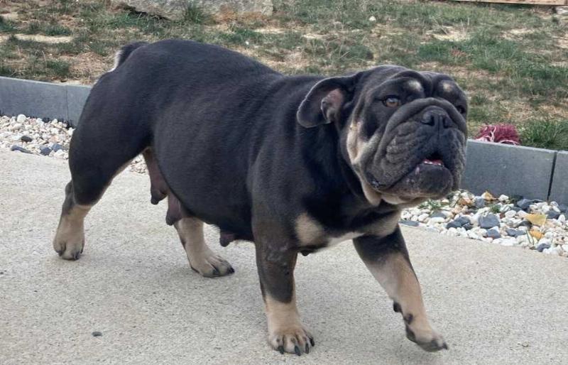 Hela , bulldog anglais dark blue tan, bouledogue anglais , reproduction | Chivalrous Bulls