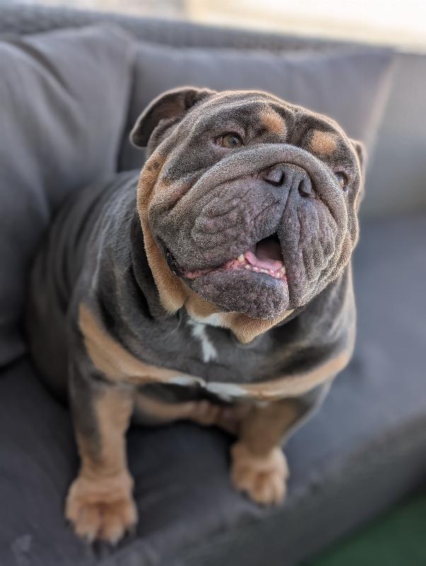Magic Mike, bulldog anglais exotique bleu tan, bouledogue, mâle reproducteur | Chivalrous Bulls