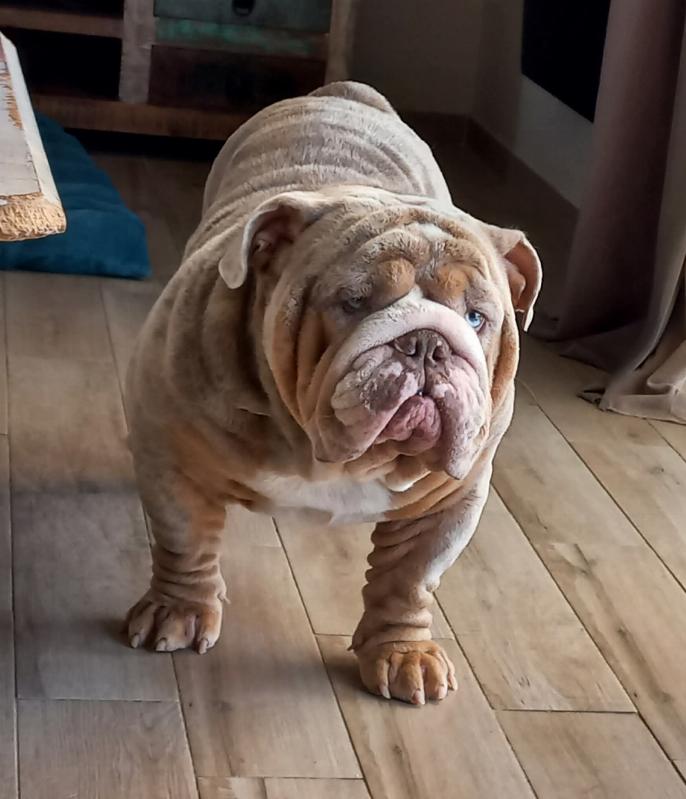 Balou , bulldog anglais exotique lilac tri merle , bouledogue reproducteur mâle | Chivalrous Bulls