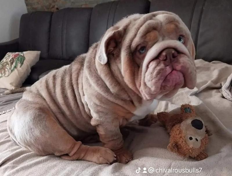 Balou , bulldog anglais exotique lilac tri merle , bouledogue reproducteur mâle | Chivalrous Bulls